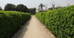 BEDIAN ROAD FARMHOUSE 11
