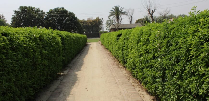BEDIAN ROAD FARMHOUSE 11