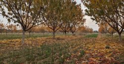 CHAKWAL  FARMHOUSE  131