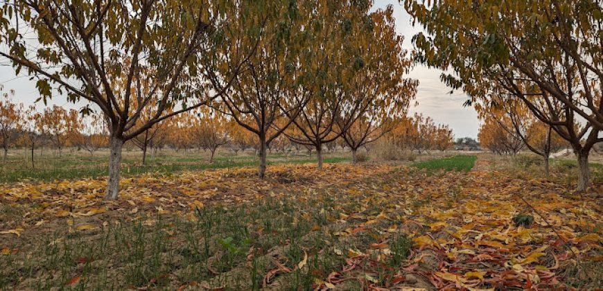 CHAKWAL  FARMHOUSE  131