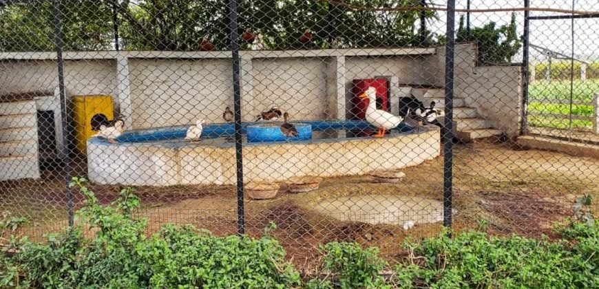 SWIMMING POOL BEDIAN ROAD 116