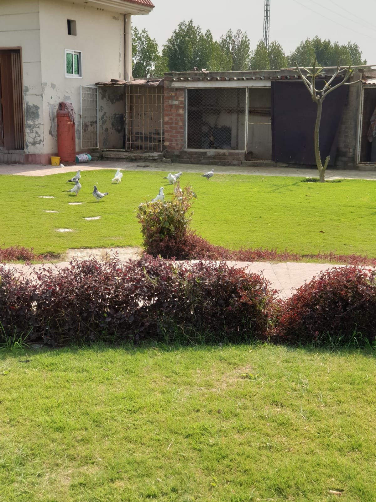 BARKI ROAD FARMHOUSE 24