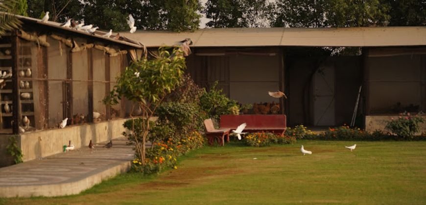 FEROZPUR ROAD FARMHOUSE 110