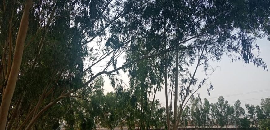 DHA FARMHOUSE 74