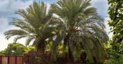 DHA FARMHOUSE 131