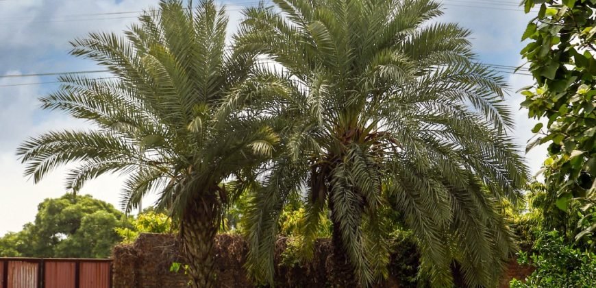 DHA FARMHOUSE 131