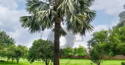 DHA FARMHOUSE 131