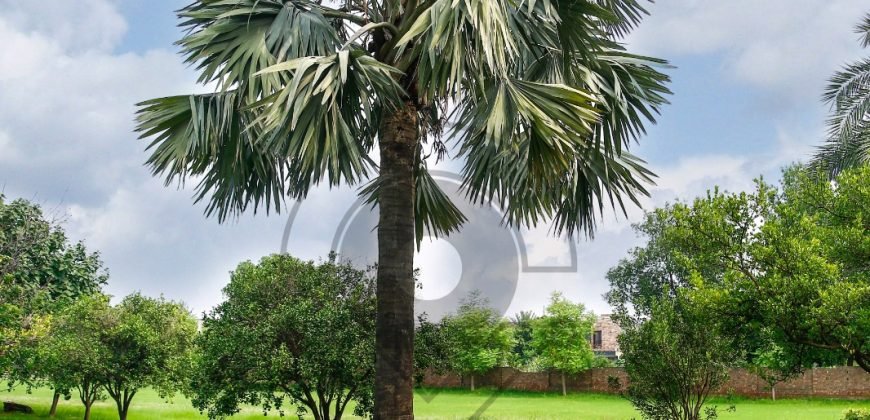 DHA FARMHOUSE 131